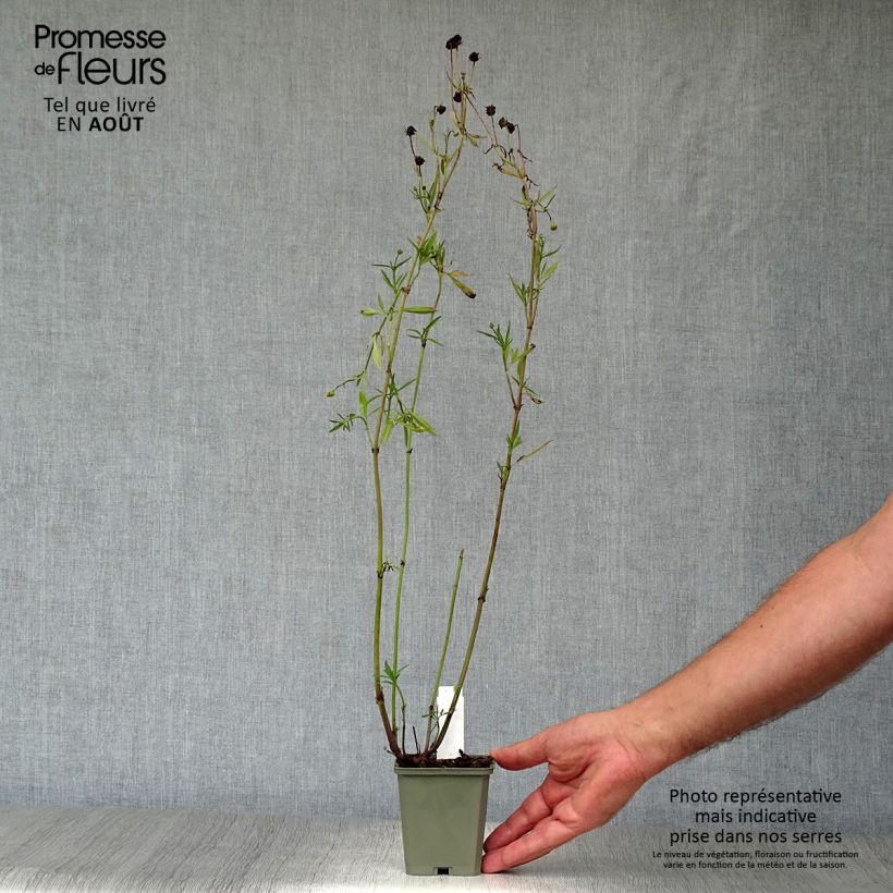 Coreopsis Full Moon Madness 8/9 cm pot sample as delivered in summer