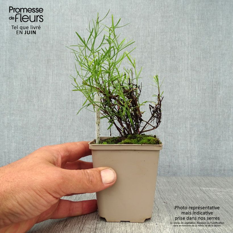 Coreopsis Honeybunch Red & Gold 8/9 cm pot sample as delivered in summer