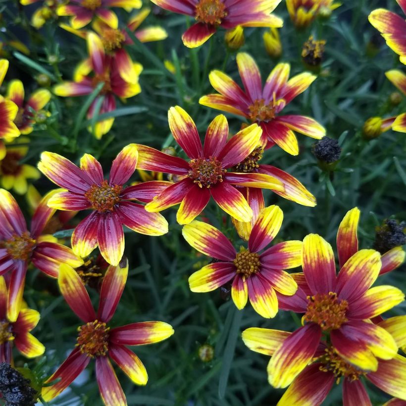 Coreopsis Honeybunch Red & Gold (Flowering)