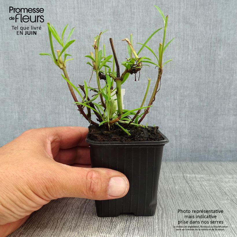 Coreopsis Mercury Rising 8/9 cm pot sample as delivered in summer