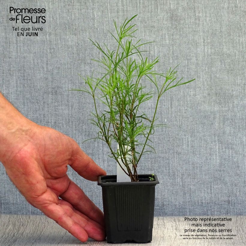 Coreopsis verticilliata Red Satin 8/9 cm pot sample as delivered in summer