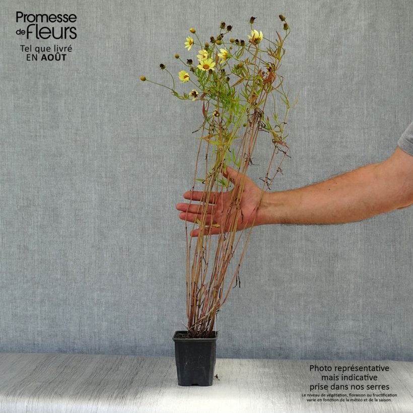 Coreopsis Redshift 8/9 cm pot sample as delivered in summer