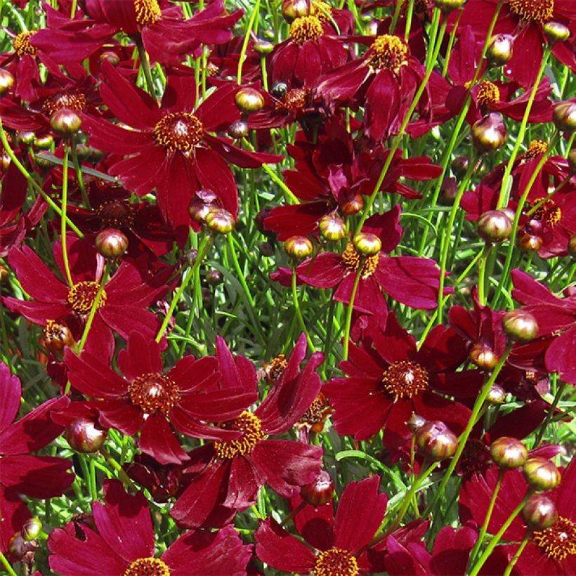 Coreopsis verticillata Ruby Red (Flowering)