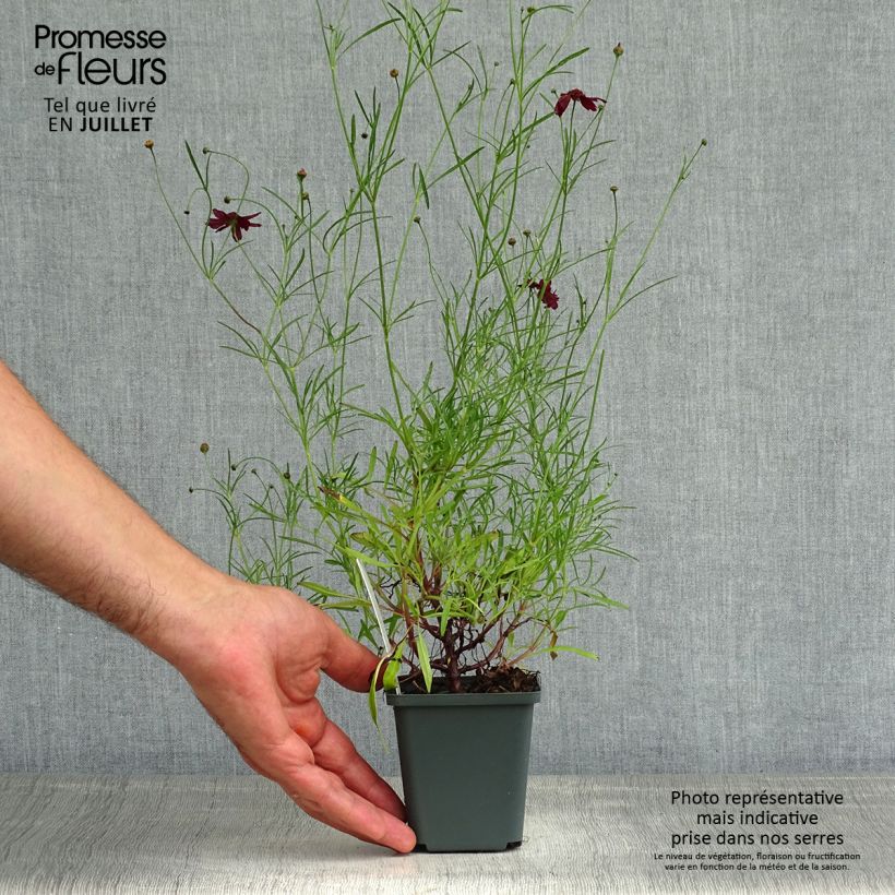 Coreopsis verticillata Ruby Red 8/9 cm pot sample as delivered in summer