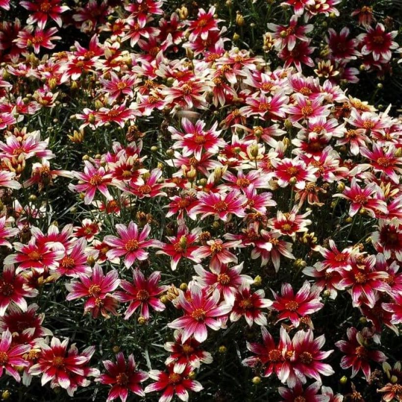 Coreopsis Verticillata Sunstar Rose (Flowering)