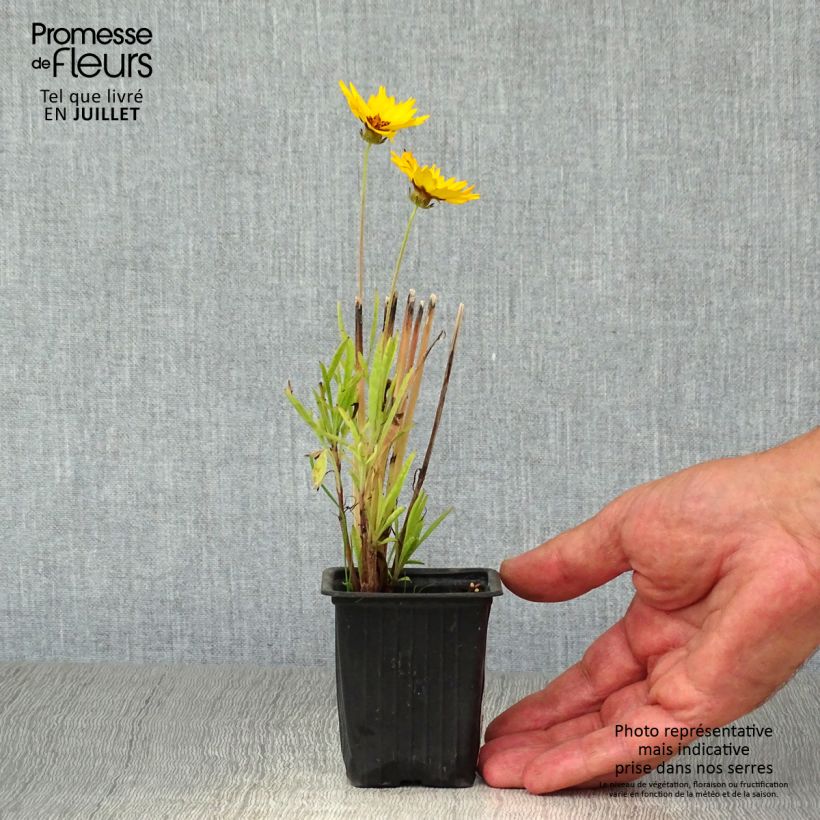Coreopsis alpinus Early Sunrise 7/8 cm pot sample as delivered in summer