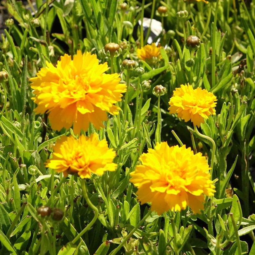 Coreopsis alpinus Early Sunrise (Flowering)