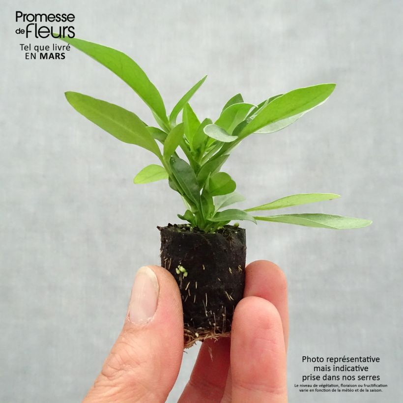 Coreopsis Sunstar Orange Plug plant 3/4cm sample as delivered in spring