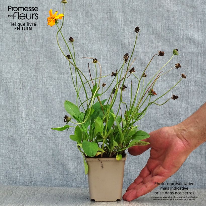 Coreopsis auriculata Nana 8/9 cm pot sample as delivered in summer