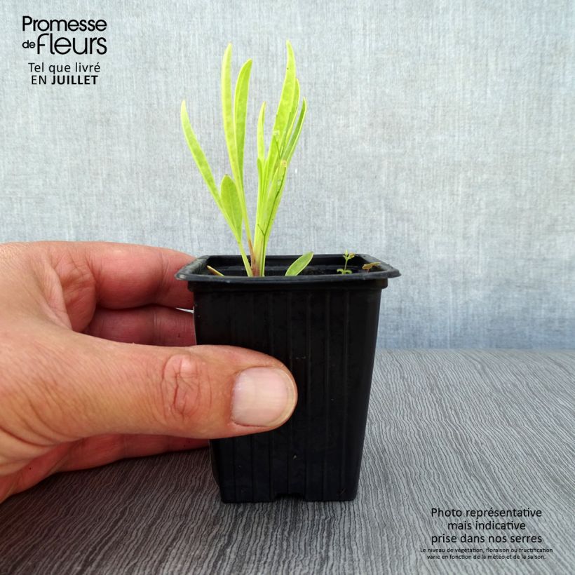 Coreopsis grandiflora Louis dOr 7/8 cm pot sample as delivered in summer