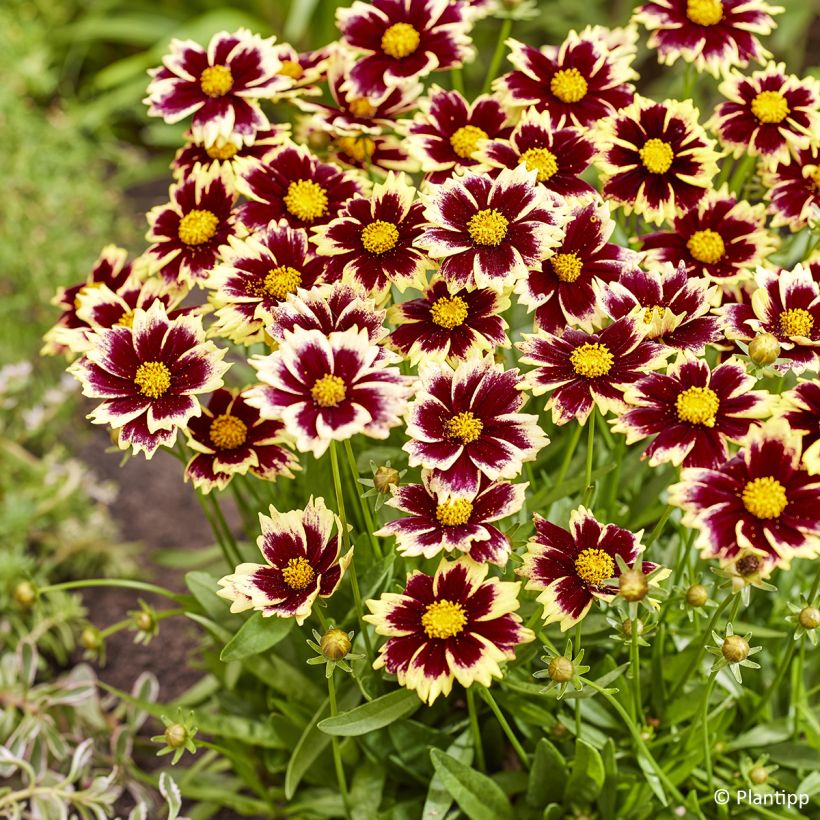 Coreopsis grandiflora Solar Fancy - Large-flowered tickseed (Flowering)