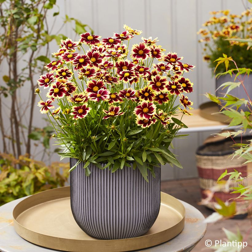 Coreopsis grandiflora Solar Fancy - Large-flowered tickseed (Plant habit)