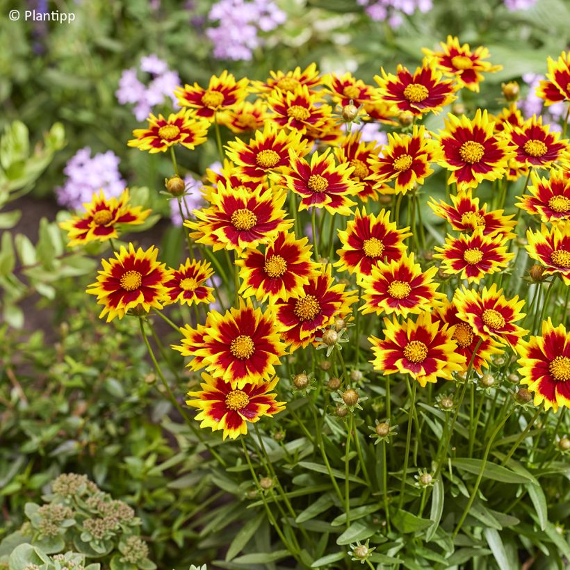 Coreopsis grandiflora Solar Jewel - Large-flowered tickseed (Flowering)