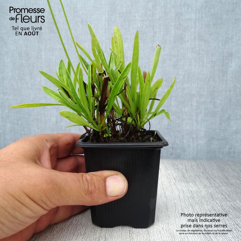 Coreopsis grandiflora Sonnenkind 8/9 cm pot sample as delivered in summer