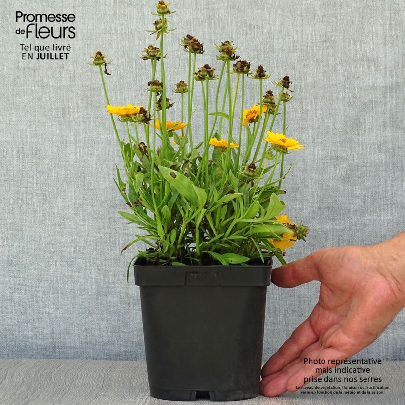 Coreopsis grandiflora Sonnenkind 2L/3L pot sample as delivered in summer