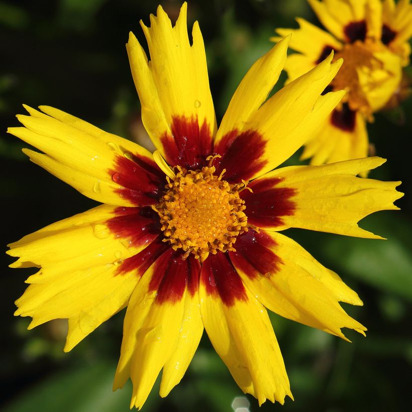 Coreopsis grandiflora Sunkiss - Coreopsis with large single flowers (Flowering)
