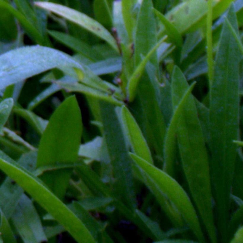 Coreopsis grandiflora Sunray (Foliage)