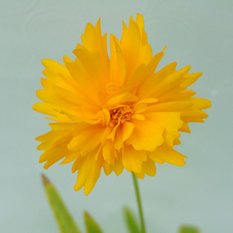 Coreopsis grandiflora Sunray (Flowering)