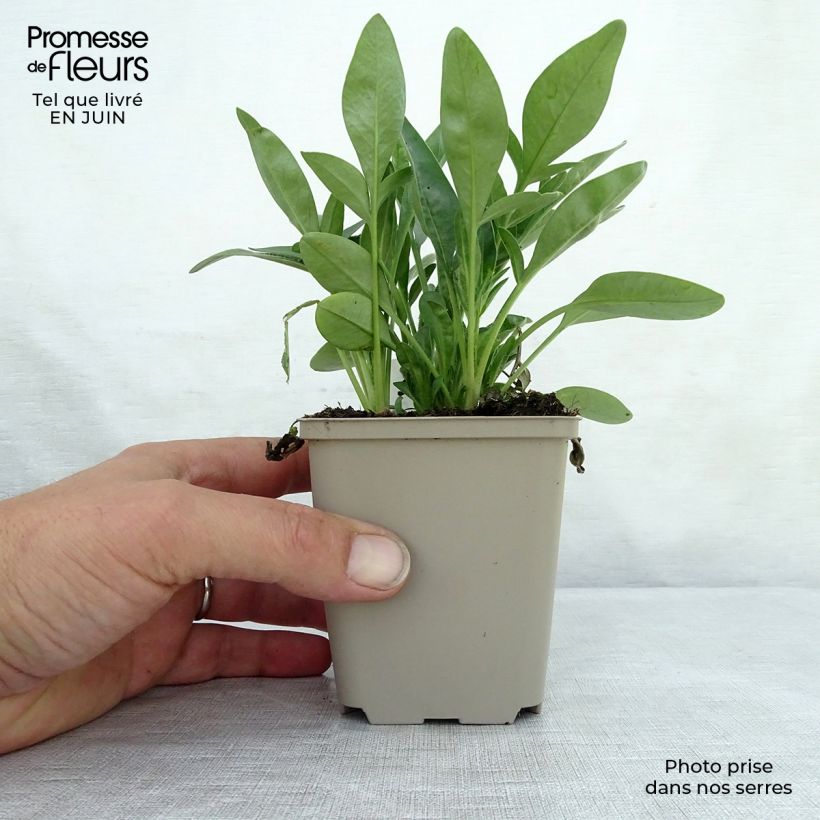 Coreopsis grandiflora Sunray 8/9 cm pot sample as delivered in summer