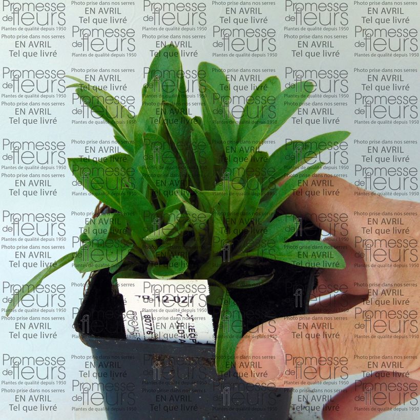 Example of Coreopsis lanceolata Goldfink - Lanceolate-leafed Coreopsis 8/9 cm pot specimen as delivered