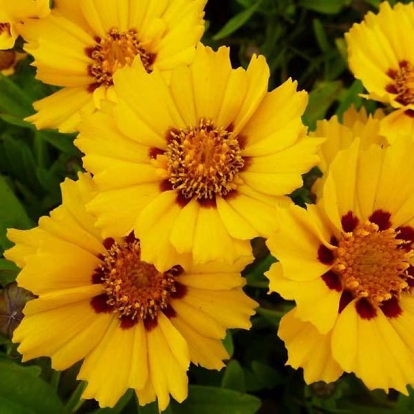 Coreopsis lanceolata Walter (Flowering)