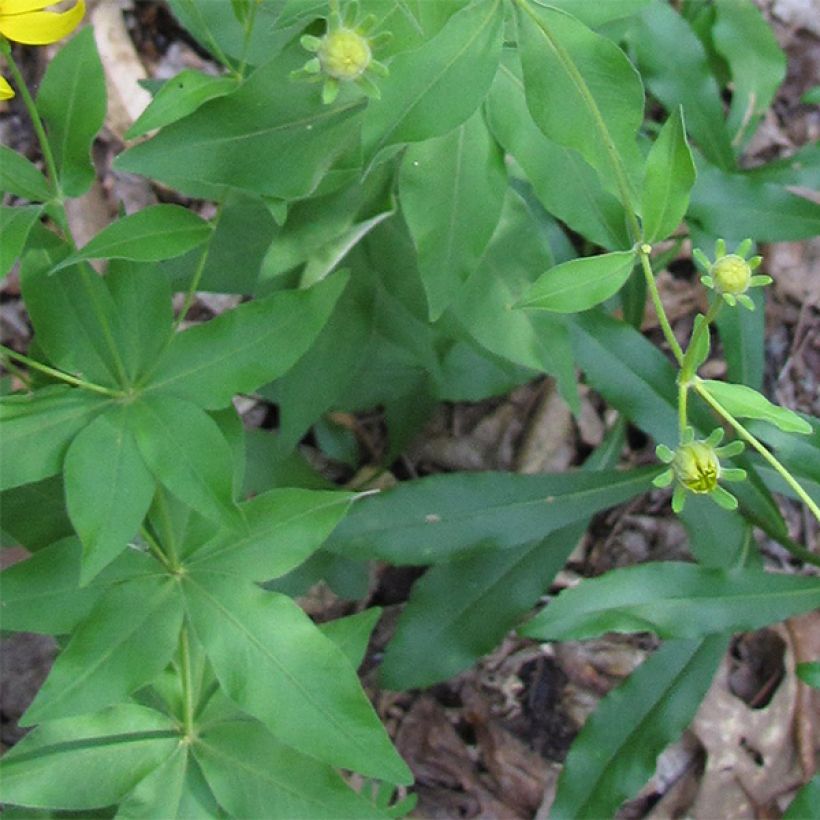 Coreopsis grandiflora - Tickseed (Foliage)