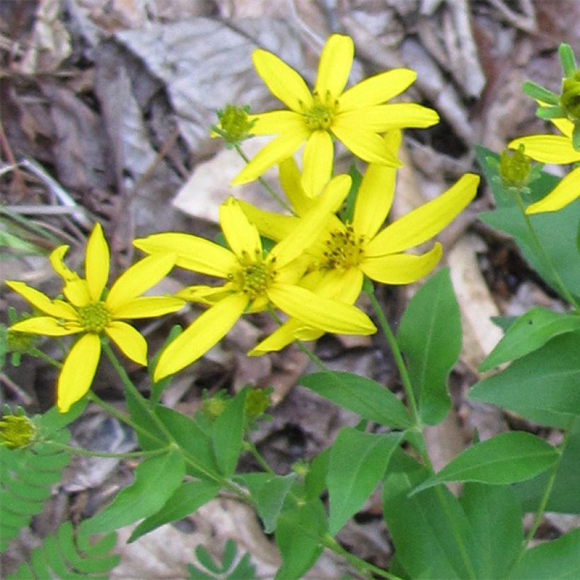 Coreopsis grandiflora - Tickseed (Flowering)