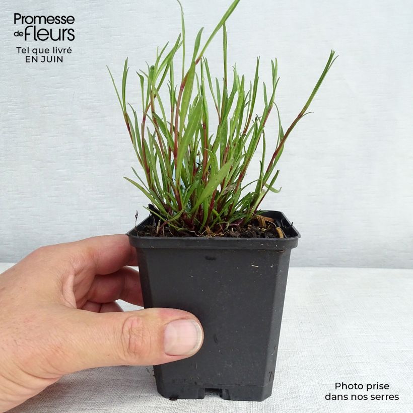Coreopsis rosea American Dream 8/9 cm pot sample as delivered in summer