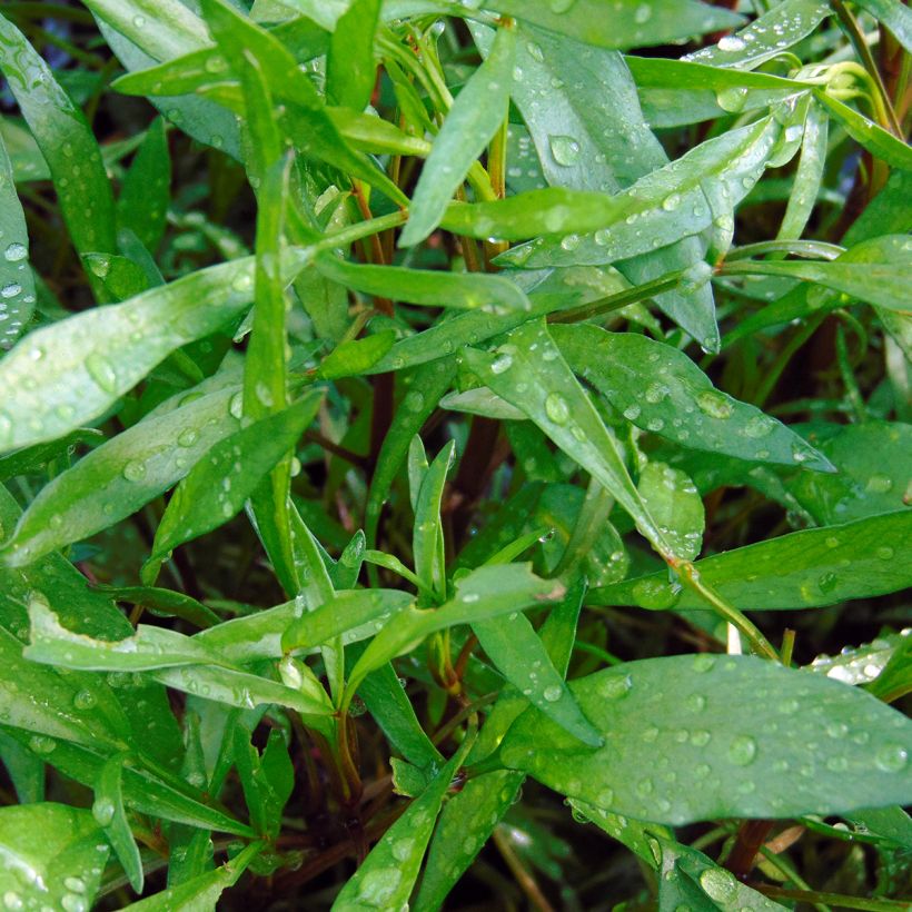 Coreopsis rosea Heavens Gate (Foliage)