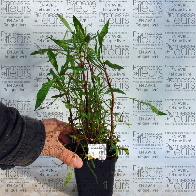 Example of Coreopsis rosea Heavens Gate 8/9 cm pot specimen as delivered