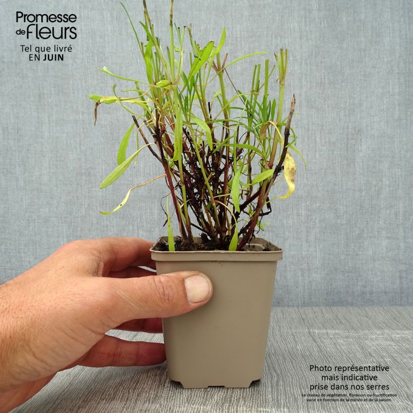 Coreopsis rosea Sweet Dreams Godet de 8/9 cm sample as delivered in summer