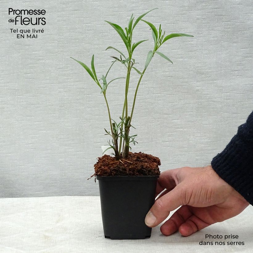 Coreopsis tripteris sample as delivered in spring