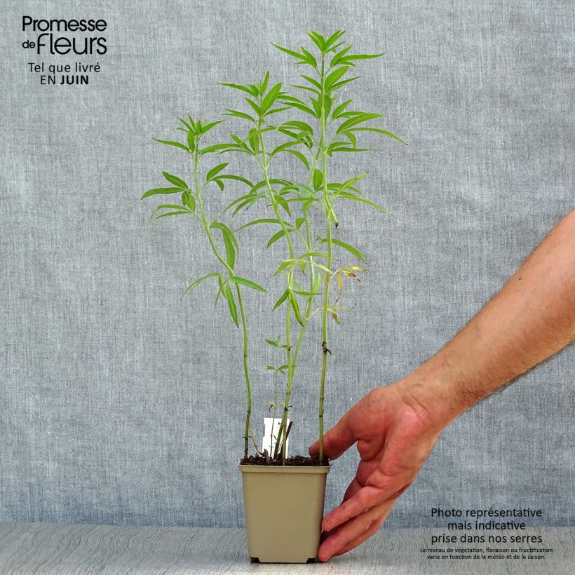 Coreopsis tripteris 8/9 cm pot sample as delivered in summer