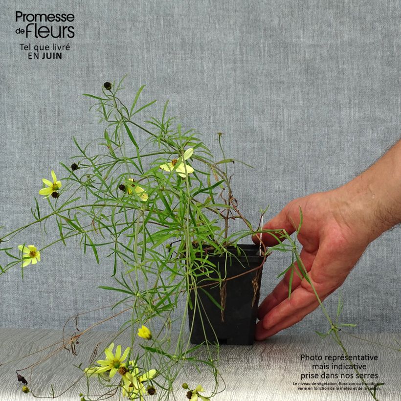 Coreopsis verticillata Moonbeam 7/8 cm pot sample as delivered in summer