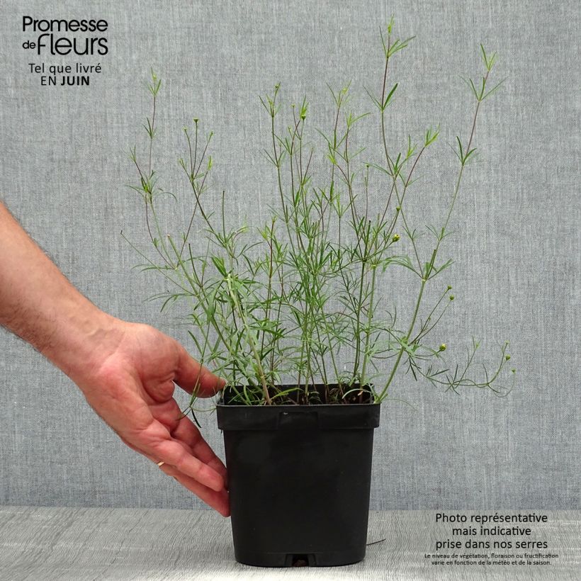 Coreopsis verticillata Moonbeam 2L/3L pot sample as delivered in summer