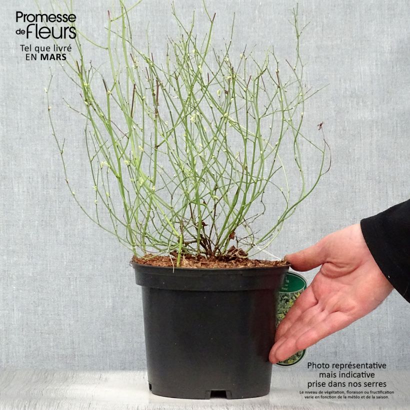 Kerria japonica Picta - Japanese Rose 3L/4L pot sample as delivered in spring