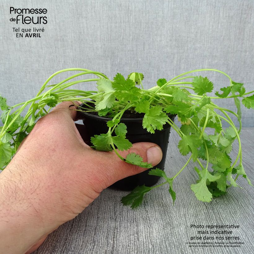Coriander Eagle plants - Coriandrum sativum 8/9 cm pot sample as delivered in spring