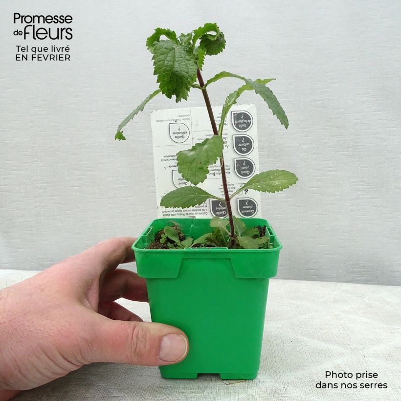 Cultivated coriander plants - Coriandrum sativum 10cm/11cm pot sample as delivered in winter