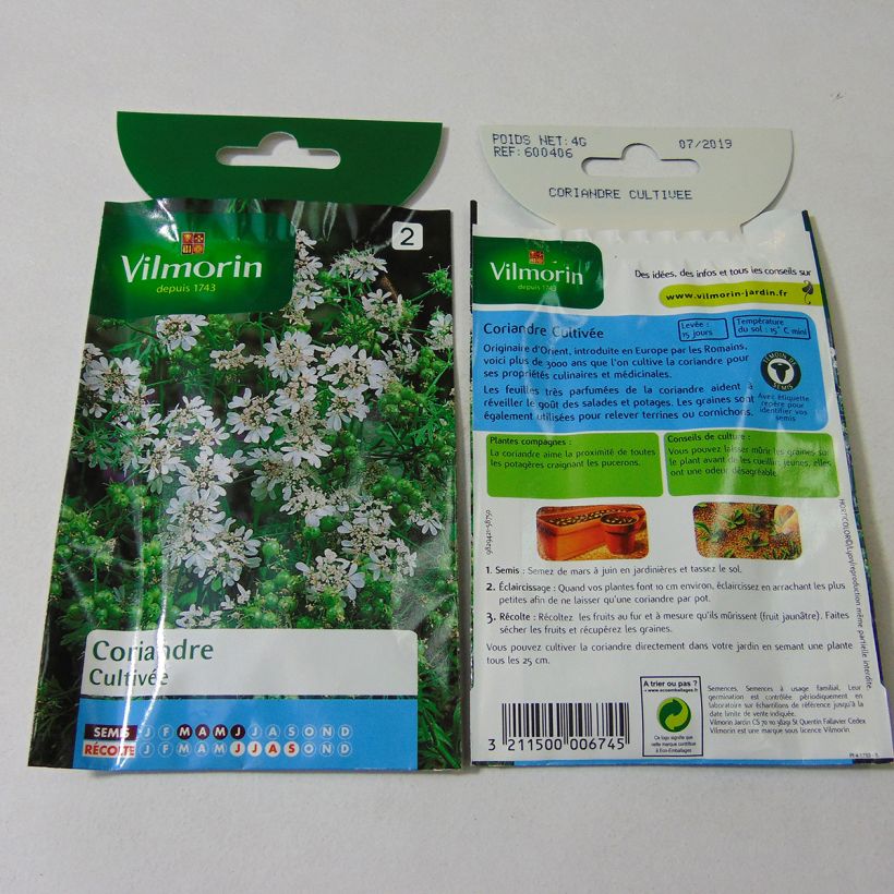 Example of Coriandrum sativum Vilmorin per pack of 360 seeds (4g) specimen as delivered