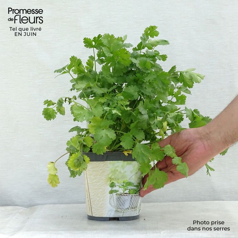 Organic Coriander plants - Coriandrum sativum 1L/1.5L pot sample as delivered in summer