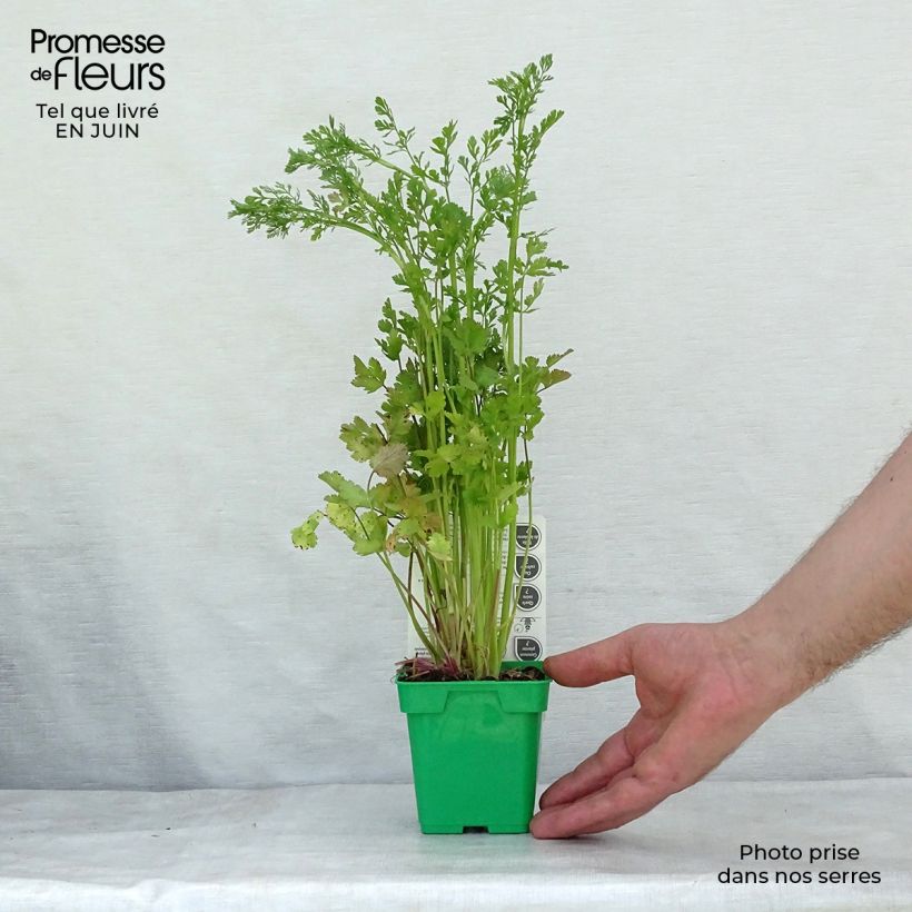 Vietnamese Coriander - Persicaria odorata 8/9 cm pot sample as delivered in summer