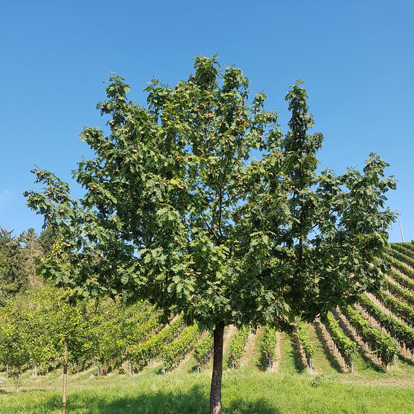 Sorbus domestica - Cormus (Plant habit)