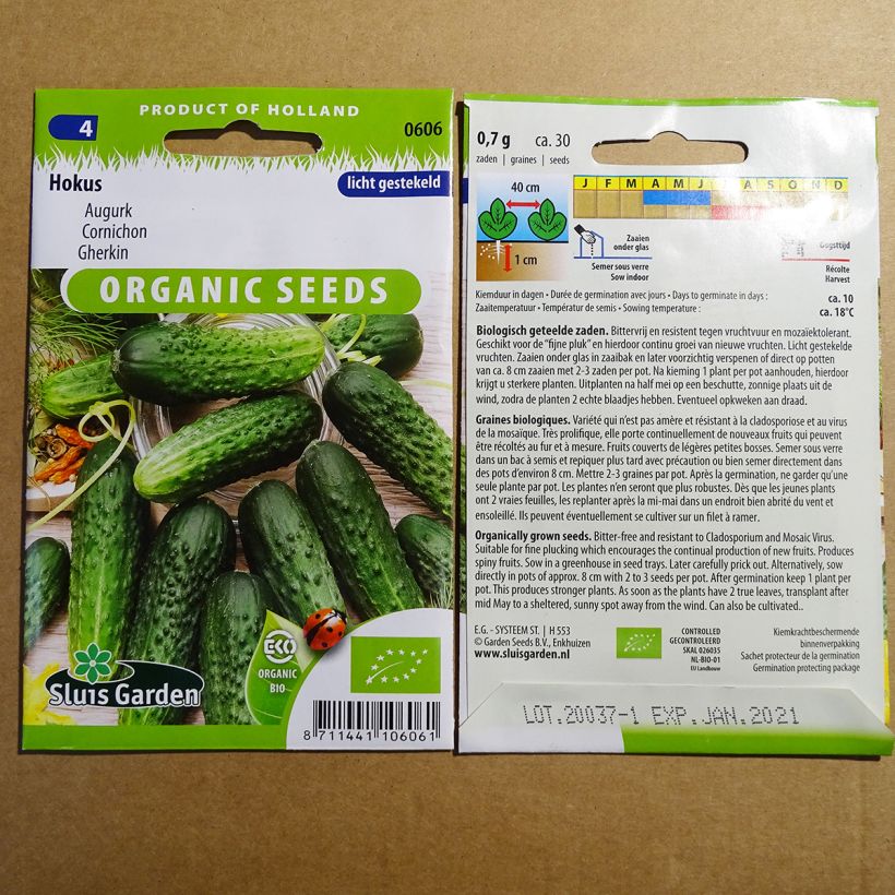 Example of Gherkin Hokus Organic per pack of 30 seeds (1g) specimen as delivered