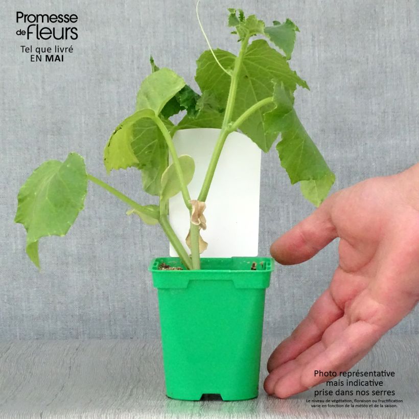 Cucumber Szatmar F1 - Cucumis sativus 10cm/11cm pot sample as delivered in spring