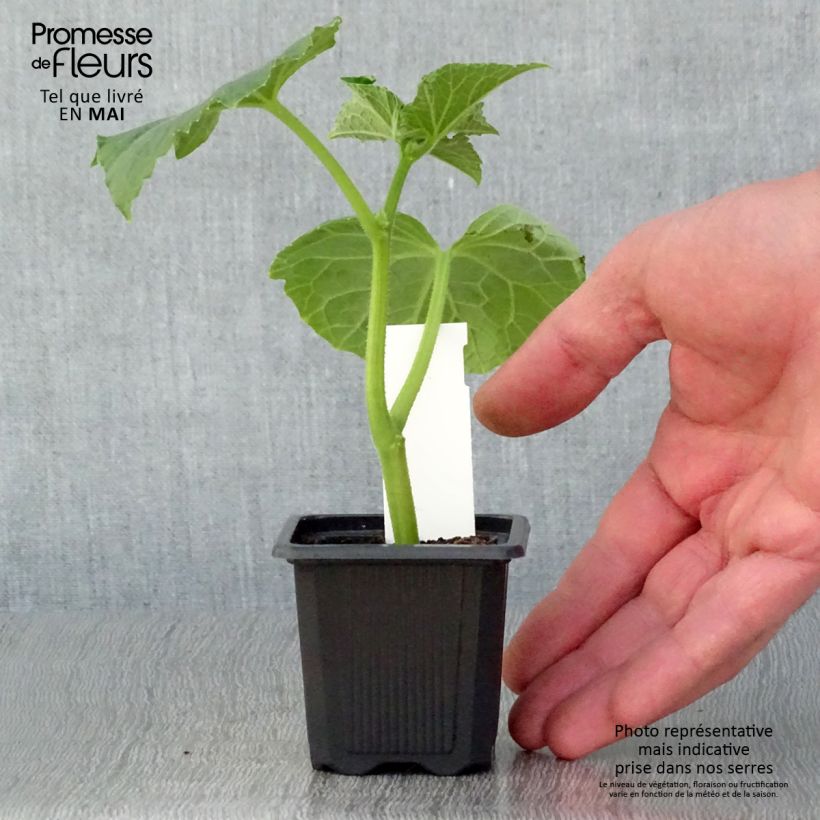 Cucumber Vert Petit de Paris plants - Cucumis sativus 7/8 cm pot sample as delivered in spring