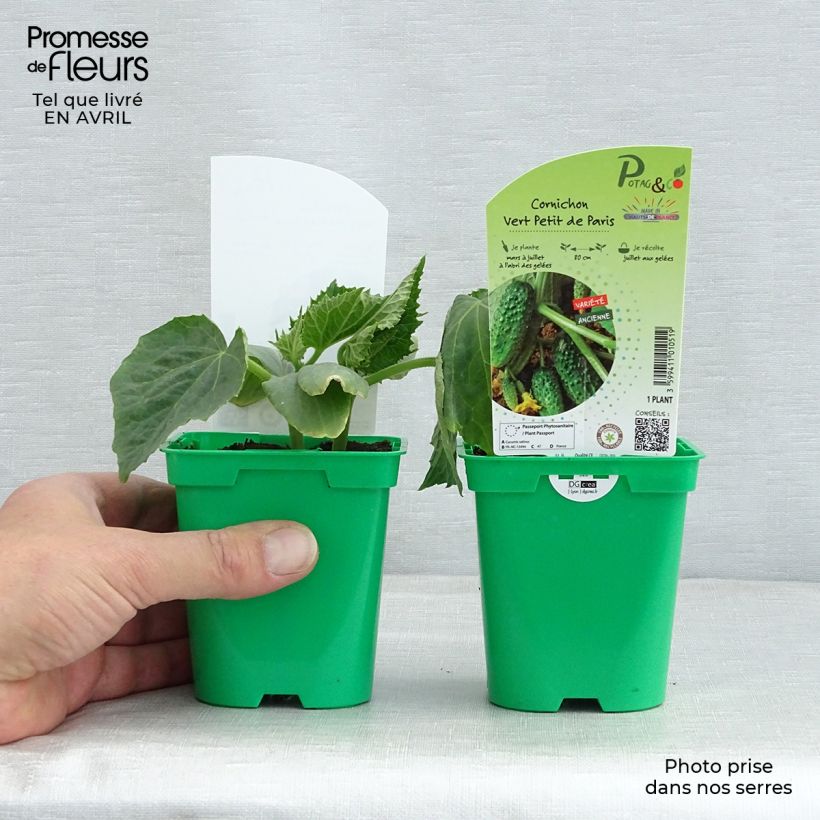 Cucumber Vert Petit de Paris plants - Cucumis sativus 10cm/11cm pot sample as delivered in spring