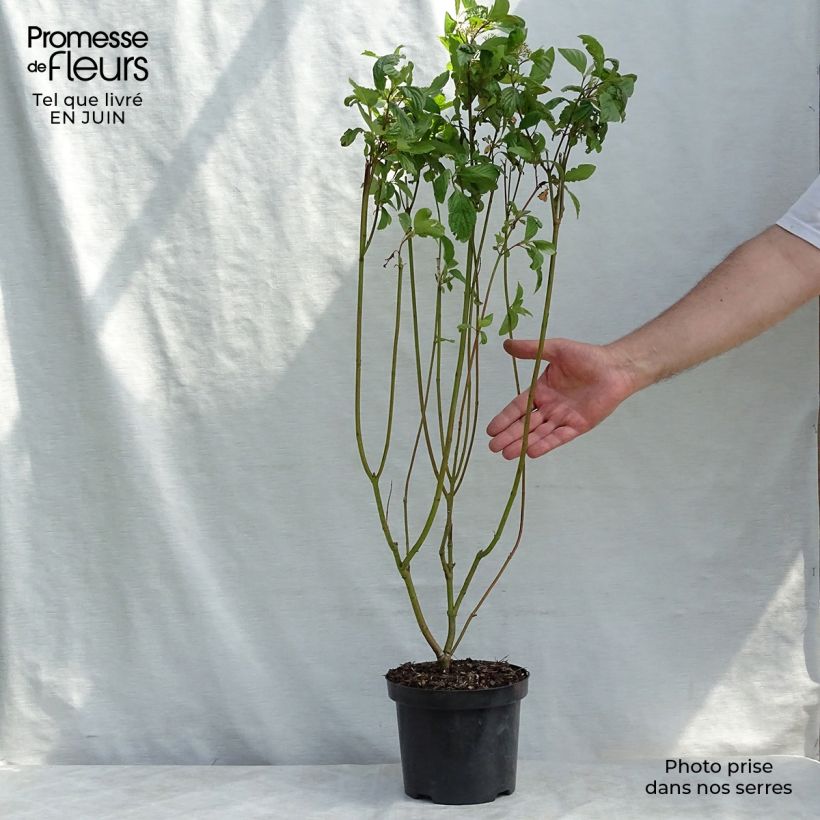 Cornus alba 2L/3L pot sample as delivered in summer