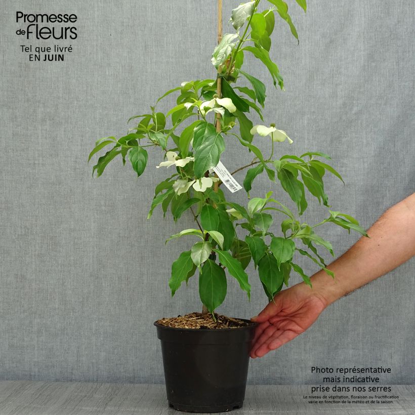 Cornus hongkongensis Parc de Haute Bretagne - Hong Kong Dogwood 4L/5L pot sample as delivered in summer