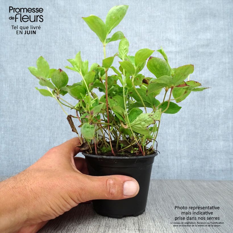 Cornus canadensis - Flowering Dogwood 8/9 cm pot sample as delivered in summer