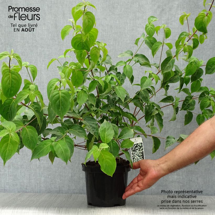 Cornus kousa - Flowering Dogwood 2L/3L pot sample as delivered in summer